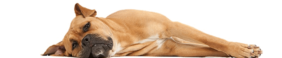 Liegender Hund als Zeichnung