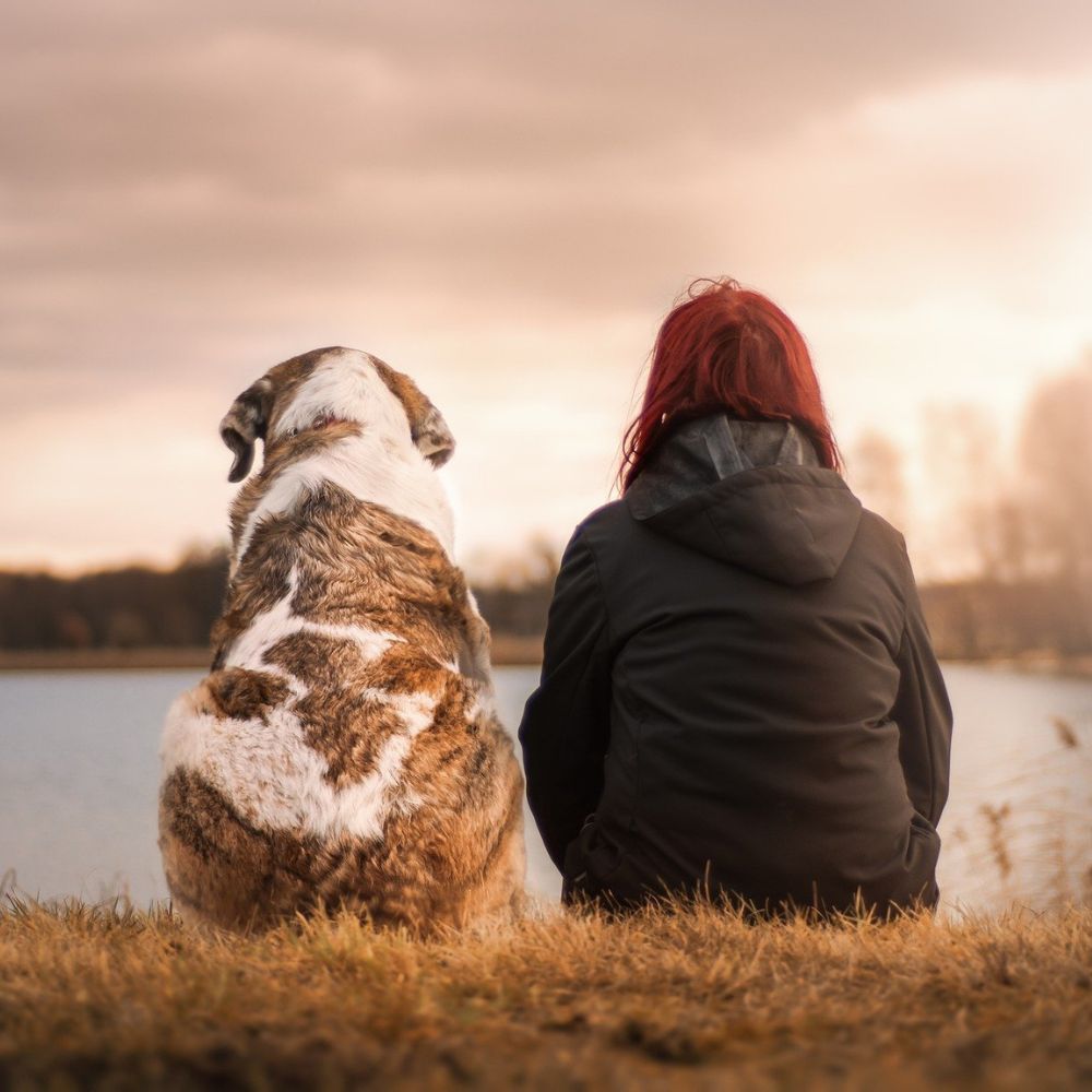 Fortgeschrittenes Hundetraining
