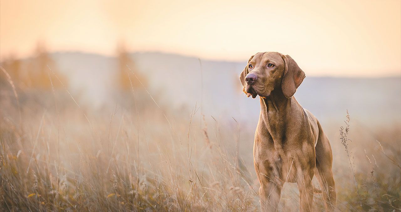Hund in der Natur als Sinnbild für Christians Arbeit