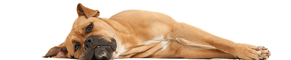 Hundeschule Straubing Header liegender Hund